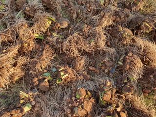 장상영님의 기타작물 · 영농일지 작성글 사진