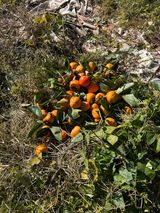 팜모닝 감·영농일지 게시글 이미지