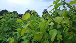 김호수님의 기타작물 · 영농일지 작성글 사진