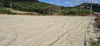 김진순님의 시금치 · 영농일지 작성글 사진