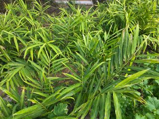 정정치님의 기타작물 · 영농일지 작성글 사진