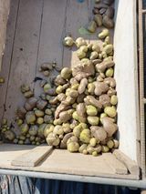 팜모닝 기타작물·영농일지 게시글 이미지