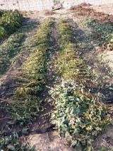 팜모닝 콩·영농일지 게시글 이미지