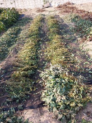 상추20832님의 콩 · 영농일지 작성글 사진