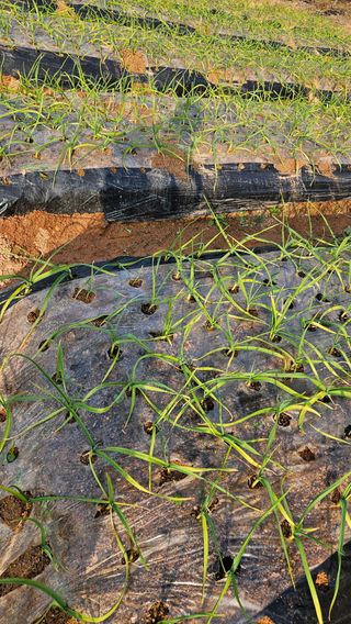 김홍환님의 마늘 · 영농일지 작성글 사진