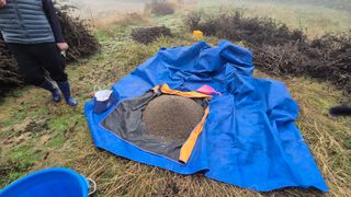 전환엽님의 들깨 · 영농일지 작성글 사진