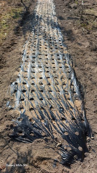 Blackbear님의 마늘 · 영농일지 작성글 사진