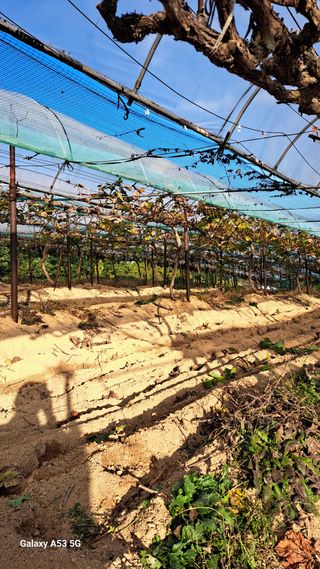 조연만님의 기타작물 · 영농일지 작성글 사진