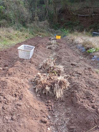 장상영님의 기타작물 · 영농일지 작성글 사진