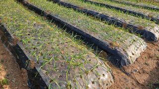 김홍환님의 마늘 · 영농일지 작성글 사진