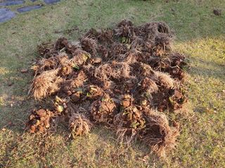 장상영님의 기타작물 · 영농일지 작성글 사진