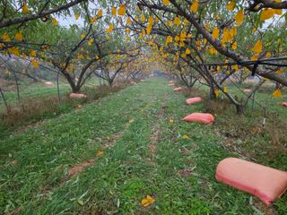 김정훈님의 복숭아 · 영농일지 작성글 사진