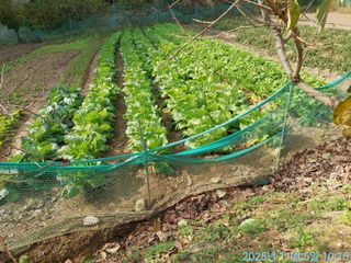 황대헌님의 배추 · 영농일지 작성글 사진