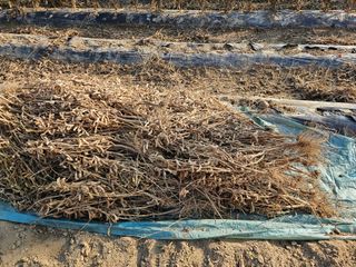 경달현님의 콩 · 영농일지 작성글 사진