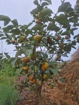 팜모닝 감·영농일지 게시글 이미지