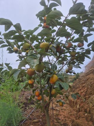 최진일님의 감 · 영농일지 작성글 사진