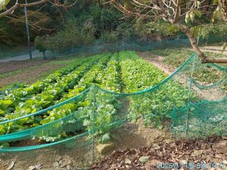 황대헌님의 배추 · 영농일지 작성글 사진