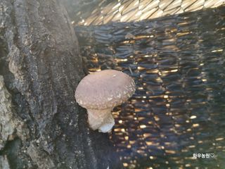 화우농원님의 버섯 · 영농일지 작성글 사진