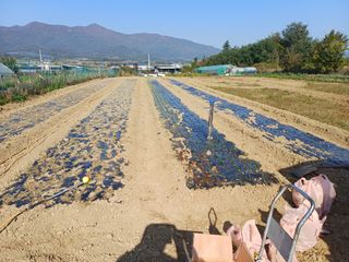 12345우각장당리님의 양파 · 영농일지 작성글 사진