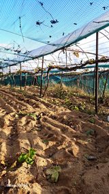 팜모닝 기타작물·영농일지 게시글 이미지