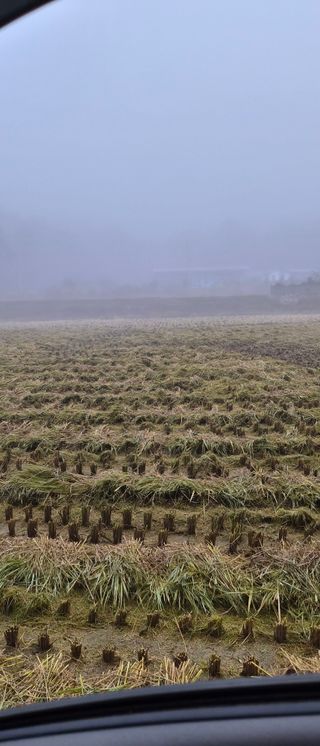이영식님의 벼 · 영농일지 작성글 사진