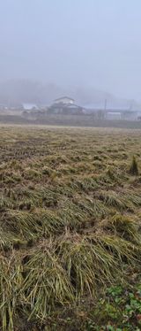 팜모닝 벼·영농일지 게시글 이미지