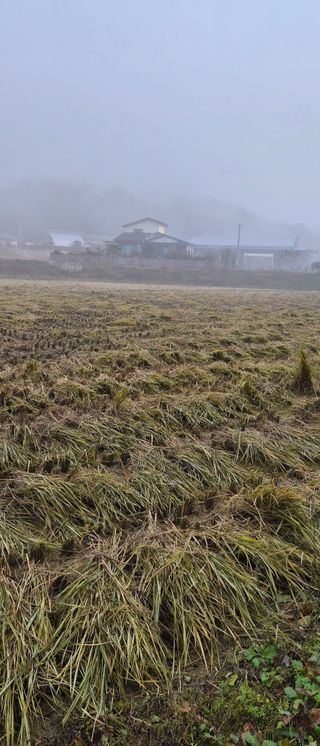 이영식님의 벼 · 영농일지 작성글 사진