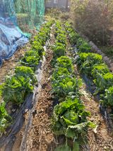 팜모닝 배추·영농일지 게시글 이미지