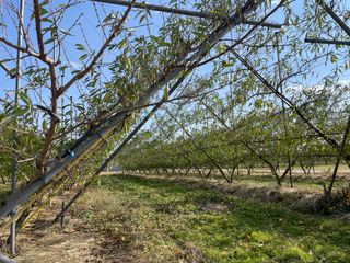 피치맨앤우먼님의 복숭아 · 영농일지 작성글 사진