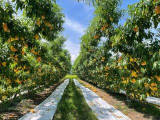 피치맨앤우먼님의 복숭아 · 영농일지 작성글 사진