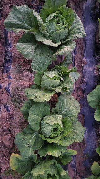 명장박세태님의 기타작물 · 영농일지 작성글 사진