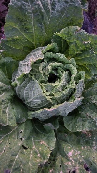 명장박세태님의 기타작물 · 영농일지 작성글 사진