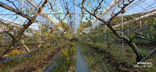 달맛햇복숭아농원님의 복숭아 · 영농일지 작성글 사진