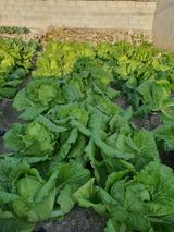 팜모닝 배추·영농일지 게시글 이미지