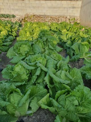 초보농부님의 배추 · 영농일지 작성글 사진