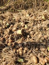 팜모닝 기타작물·영농일지 게시글 이미지