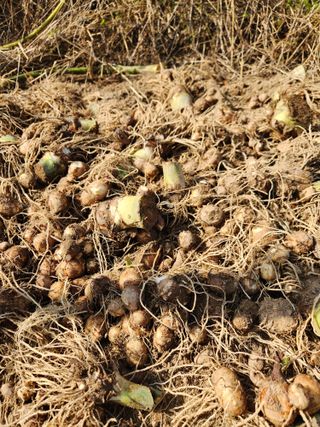 부여최대감님의 기타작물 · 영농일지 작성글 사진