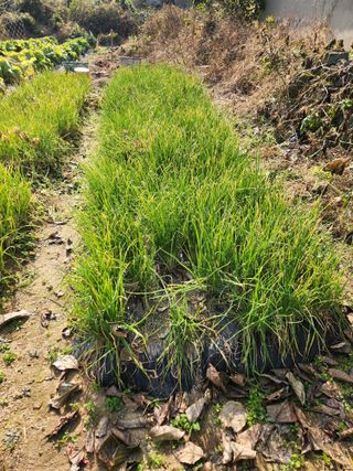 부여최대감님의 기타작물 · 영농일지 작성글 사진