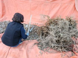 경달현님의 콩 · 영농일지 작성글 사진