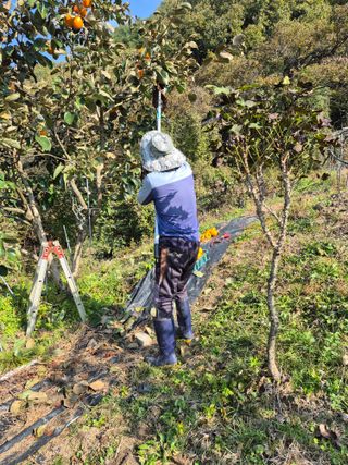 이준영님의 기타작물 · 영농일지 작성글 사진