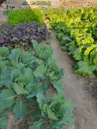 초보농부님의 배추 · 영농일지 작성글 사진