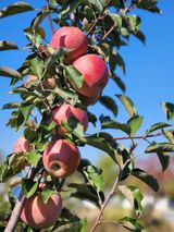 팜모닝 사과·영농일지 게시글 이미지