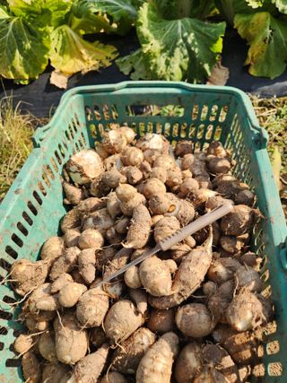 부여최대감님의 기타작물 · 영농일지 작성글 사진