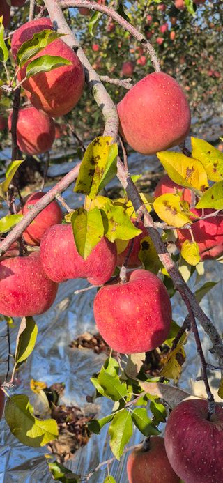 강성분님의 사과 · 영농일지 작성글 사진