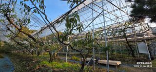 달맛햇복숭아농원님의 복숭아 · 영농일지 작성글 사진