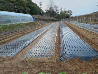 이경구님의 고추 · 영농일지 작성글 사진