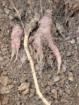 팜모닝 기타작물·영농일지 게시글 이미지