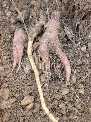 이름유순옥님의 기타작물 · 영농일지 작성글 사진