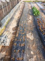 팜모닝 양파·영농일지 게시글 이미지