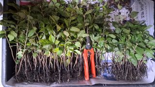 이정운님의 기타작물 · 영농일지 작성글 사진